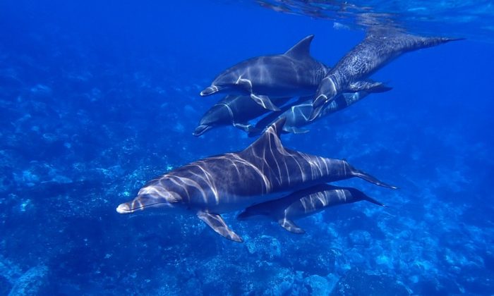Un chien nage avec un dauphin tous les jours et devient viral