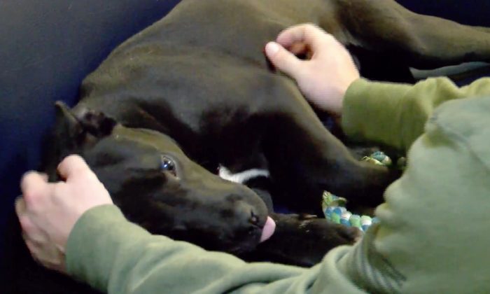 Un chien se réveille après avoir été euthanasié dans un refuge, les sauveteurs appellent cela un miracle