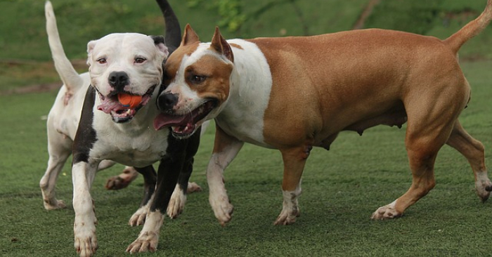 Des pitbulls ayant défendu leur propriétaire contre un vol, en Argentine, ne seront pas abattus