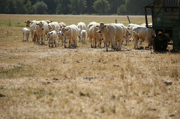 Canicule : les agriculteurs inquiets pour leurs bêtes