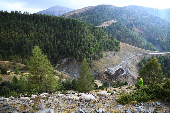 Le pourcentage de loups pouvant être tués est relevé de 10-12% à 17-19%