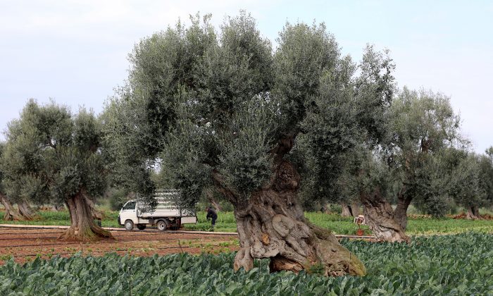 Un agriculteur grec découvre une tombe vieille de 3400 ans dissimulée sous son oliveraie