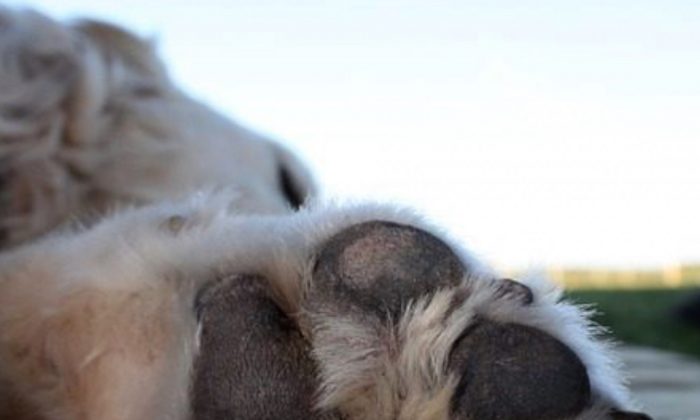 Le propriétaire de deux pit-bulls leur tire dessus et tue un des chiens – il plaide coupable