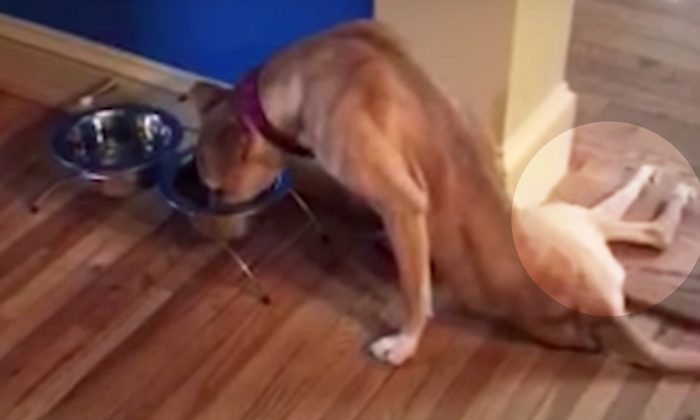 Une chienne paralysée se traîne en terrain dangereux à la recherche d&rsquo;aide