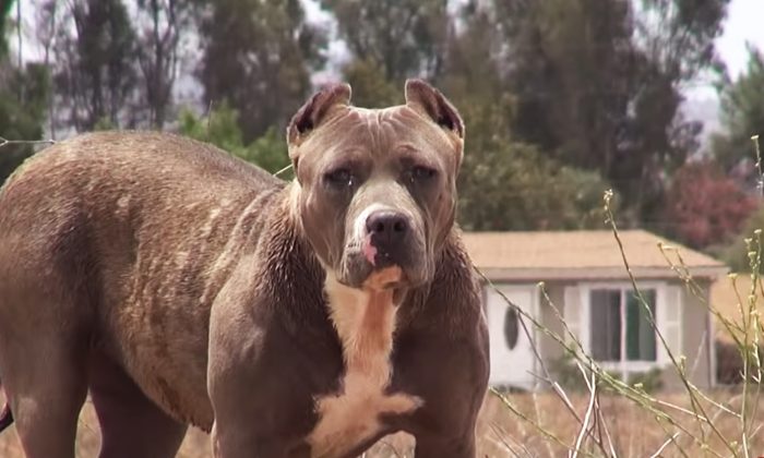 Les sauveteurs sauvent un pitbull abandonné et effrayé en utilisant des cheeseburgers comme appâts