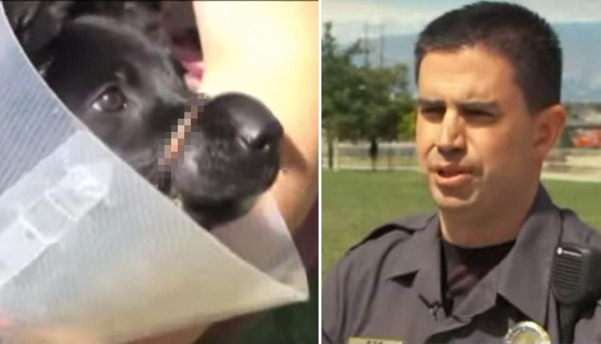 Une adolescente est dérangée par son chiot « bruyant », alors elle lui attache le museau pendant des jours pour qu&rsquo;il reste tranquille