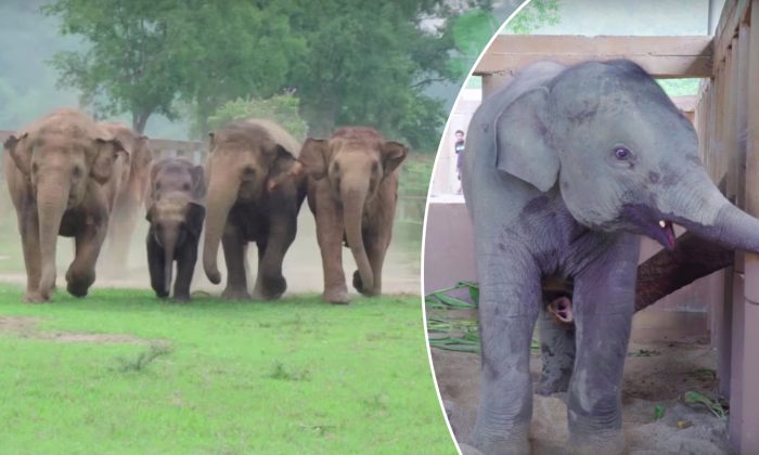 Un troupeau d&rsquo;éléphants se précipite pour accueillir un nouveau bébé éléphant orphelin