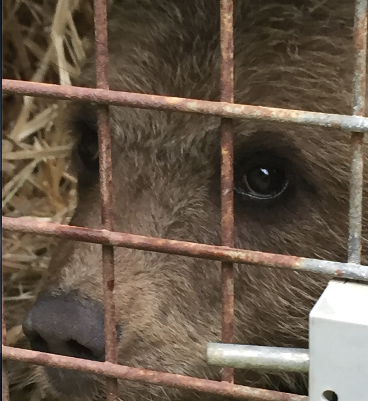 L’ourson, sauvé en Ariège la semaine dernière, en danger après s’être échappé
