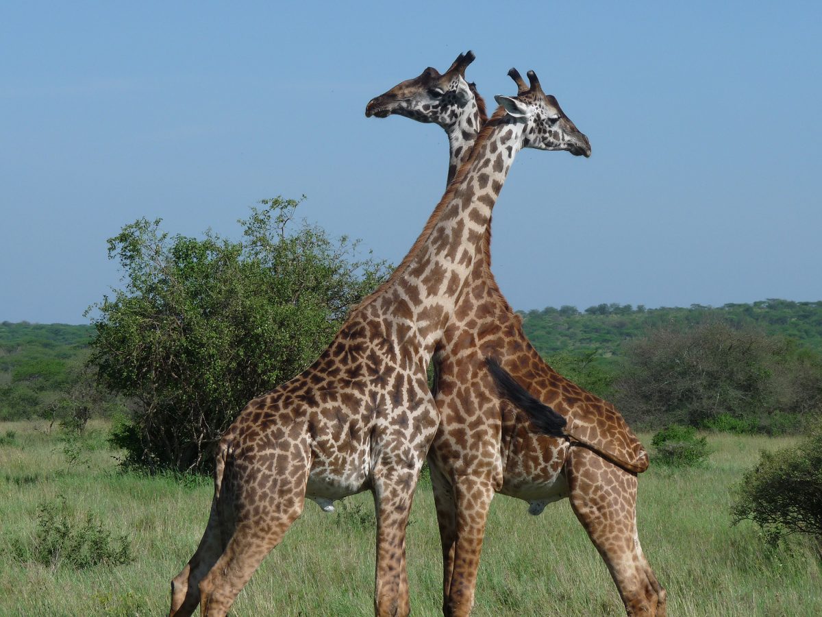 2 girafes tuées par la foudre en Floride