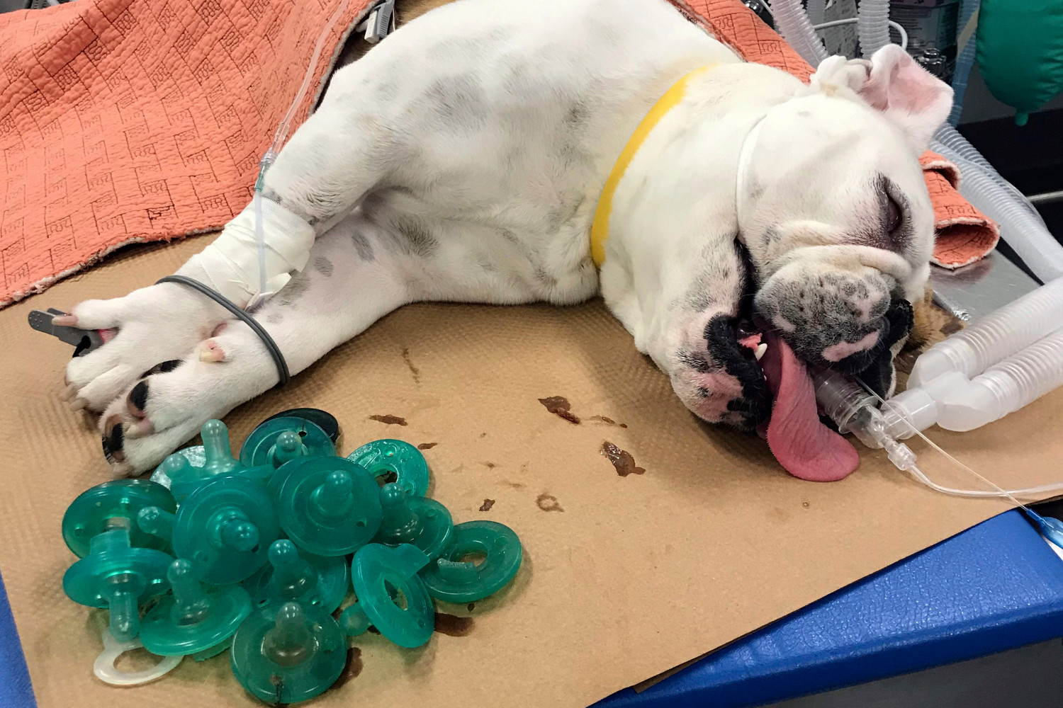 Les vétérinaires trouvent 19 tétines dans l&rsquo;estomac du chien lorsqu’ils cherchent la cause de ses problèmes d&rsquo;alimentation