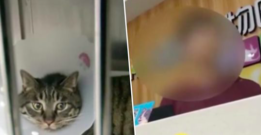 Une Chinoise pense que son chat est «trop laid», alors elle le fait passer par 1246€ de chirurgie plastique