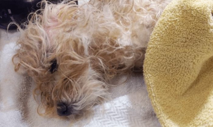 Un chien battu, mis au rebut avec de la nourriture pourrie, gémissait. Mais les sauveteurs n&rsquo;avaient pas la moindre idée de la gravité de la situation