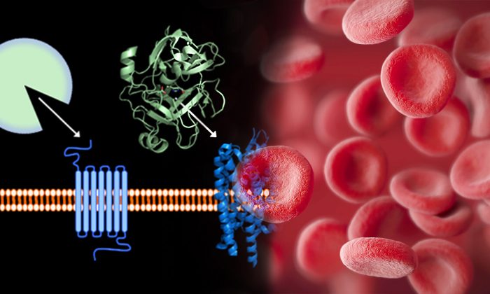 Des chercheurs ont trouvé le moyen de convertir le sang d’un donneur en «groupe sanguin universel»