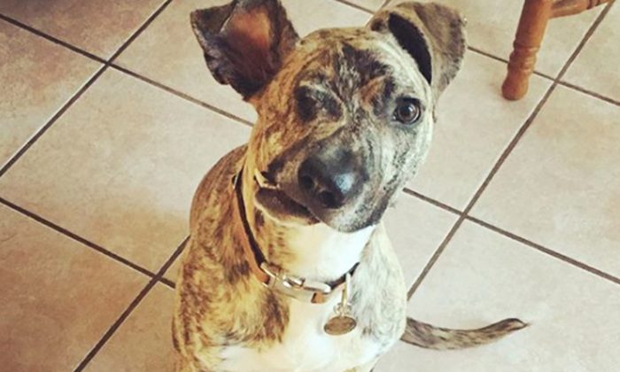 Un chien défiguré était le prochain à devoir être euthanasié, puis un vétérinaire apprend la triste vérité et fait ce qui est juste