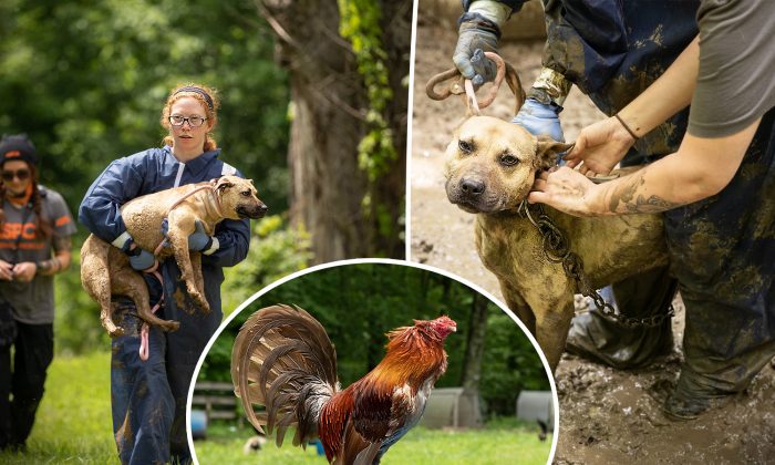Près de 600 pitbulls et coqs ont été saisis lors d&rsquo;un perquisition d&rsquo;animaux de combats – Des suspects en détention