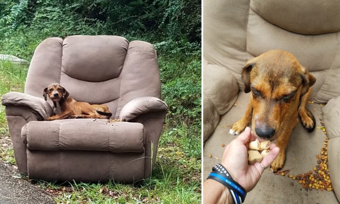 Un chiot abandonné a été trouvé sur un fauteuil au bord de la route