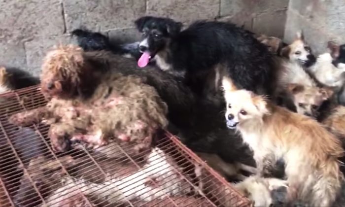 62 chiens sauvés d&rsquo;un abattoir en Chine quelques jours avant le festival de la viande canine de Yulin