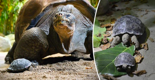 Une maman tortue géante des Galápagos donne naissance à de minuscules bébés tortues au zoo de Zurich