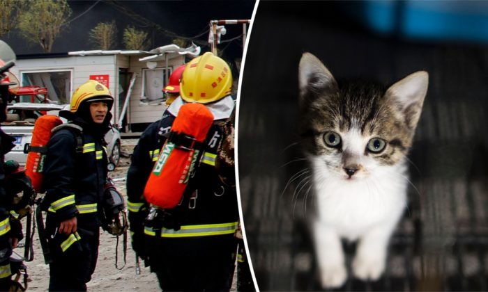 Un homme soupçonne que quelque chose d&rsquo;effrayant et d&rsquo;inquiétant s&rsquo;est glissé sous son toit, les pompiers trouvent quelque chose de mignon et de câlin