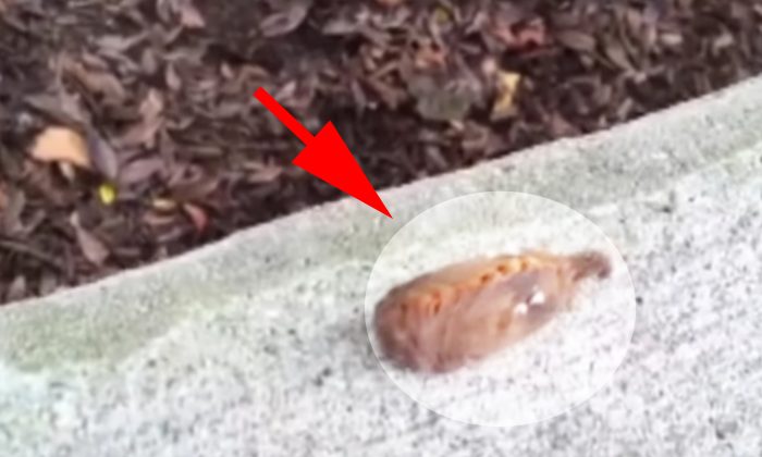 Si vous voyez cette créature à fourrure, ne la touchez pas: elle peut causer plus de douleur qu’une simple piqûre d’abeille