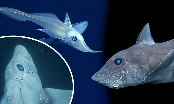 Un requin fantôme a été filmé pour la première fois au large d’Hawaï et de la Californie