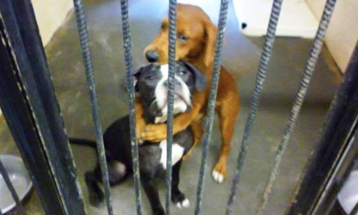 La photo virale de 2 chiens qui s&rsquo;étreignent avant d&rsquo;être abattus dans un refuge révèle une vérité déchirante