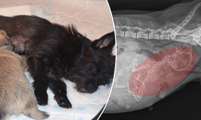 Un chien est laissé pour mort sur le pas d&rsquo;une porte avec son chiot, puis les vétérinaires trouvent quelque chose d&rsquo;imprévu dans son ventre