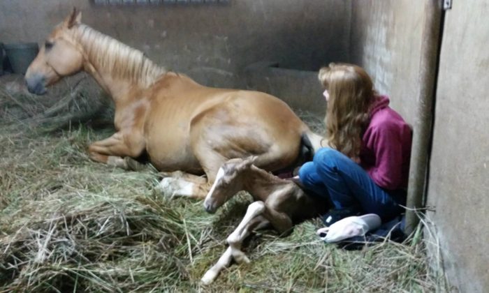 Une éleveuse de chevaux aide une jument à mettre bas et réalise que ce n&rsquo;est pas fini