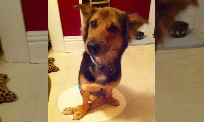 Tout le monde ignorait ce chien paralysé qui traînait sur la plage, c&rsquo;est alors qu&rsquo;une mannequin a vu son état extrême