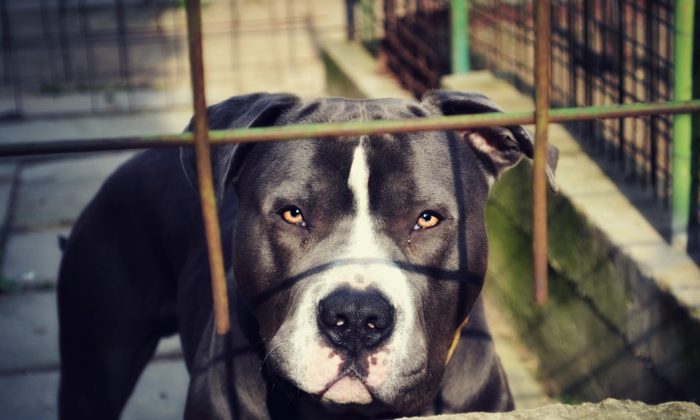 Une femme a probablement été tuée par des chiens dans un parking en Californie