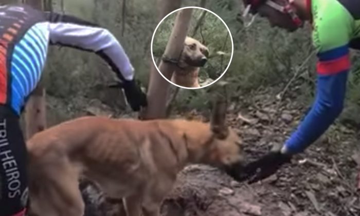 Des cyclistes du Portugal sauvent un chien squelettique, attaché à un arbre dans les bois et voué à la mort