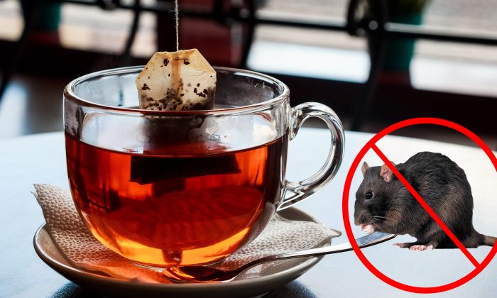 Gardez les araignées et les souris hors de votre foyer, tout ce dont vous avez besoin est d’un sachet de thé