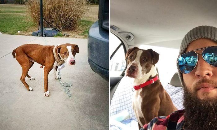 Un chien abandonné à 2400 km de chez lui par l&rsquo;ex-ami de sa propriétaire rentre chez lui après un parcours inoubliable