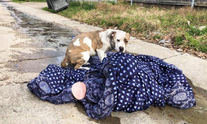 Abandonnée, une chienne attend près d&rsquo;une couverture en pensant que sa famille va revenir