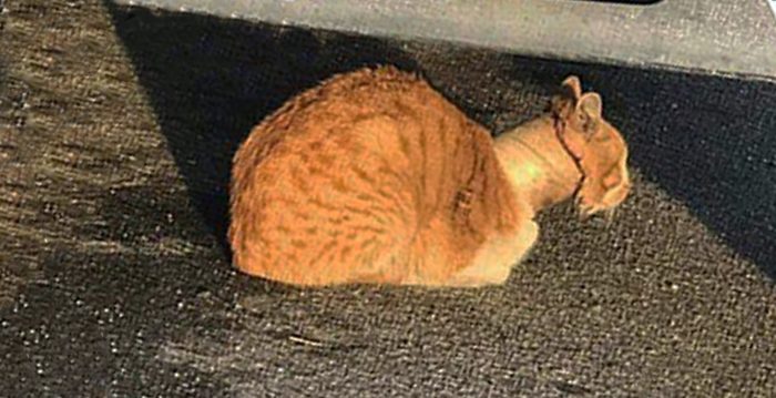 Un chat errant trouvé avec la tête coincée dans un rouleau de ruban adhésif: après son sauvetage, on ne dirait pas que c&rsquo;est le même chat