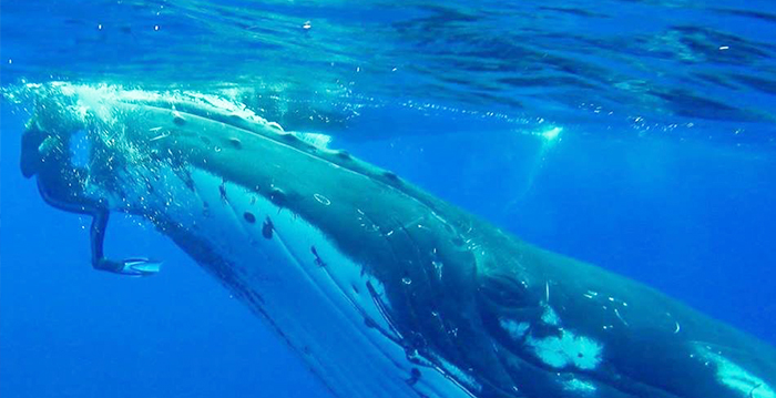 Une baleine à bosse de 23 tonnes cache une plongeuse sous sa nageoire pour la protéger d&rsquo;un requin