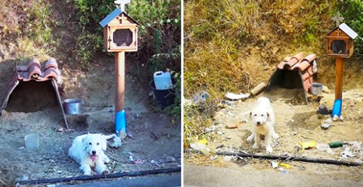 Un chien fidèle attend jour et nuit pendant 18 mois sur la tombe de son propriétaire après son décès dans un accident de voiture