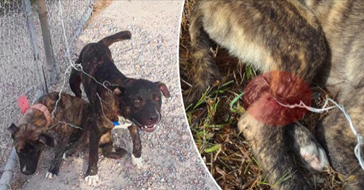 Des chiens terrifiés pleurent de douleur après avoir été attachés à une clôture avec un fil de fer tranchant comme un rasoir