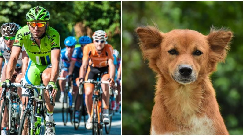 Des cyclistes s&rsquo;arrêtent pour réparer un pneu et deviennent le miracle d&rsquo;un chien abandonné et sous-alimenté