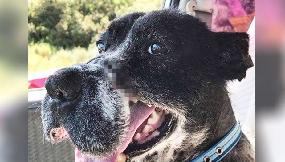 Ce chien a été laissé défiguré après que son maître l’eut martyrisé