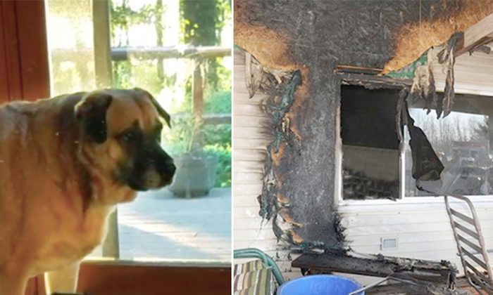 Quelques semaines après un incendie, en revenant voir leur maison, cette famille est perplexe de voir leur chien commencer à creuser à un endroit