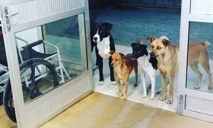 Une bande de chiens se retrouve à l&rsquo;hôpital pour attendre leur maître sans-abri qui est traité à l&rsquo;intérieur de l&rsquo;hôpital