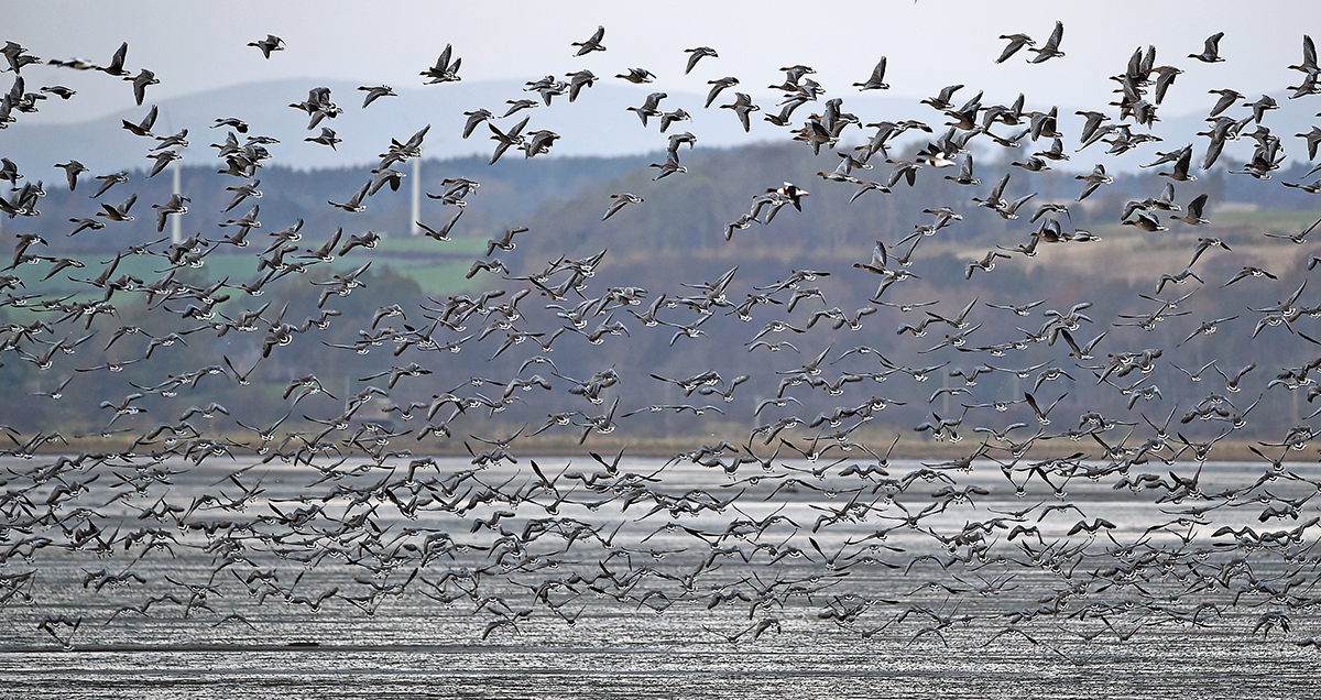 Colorado : en raison d&rsquo;une surpopulation, des milliers d&rsquo;oies sauvages seront tuées et nourriront ceux dans le besoin