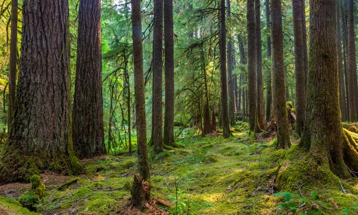 Vidéo : un homme trouve un manoir, une vraie merveille perdue dans le temps, caché dans une forêt française