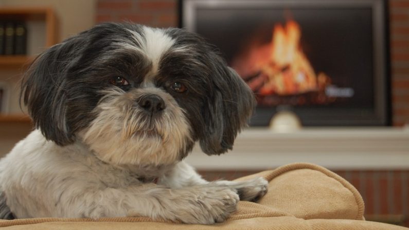Un chien qui pleure à chaque fois qu&rsquo;il voit la photo de sa meilleure amie décédée devient viral