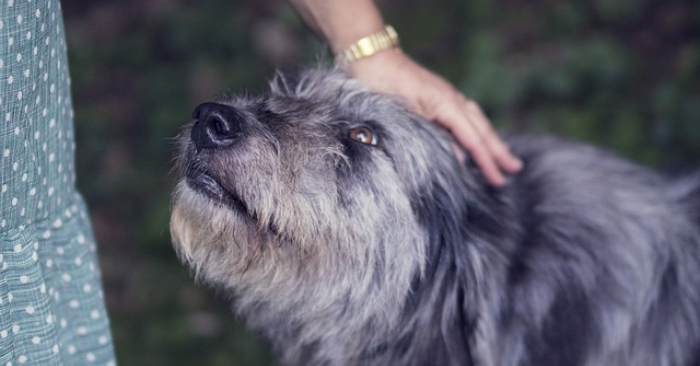Équateur : un don de croquettes empoisonnées est arrivé dans plusieurs refuges – plus de 20 chiens décédés