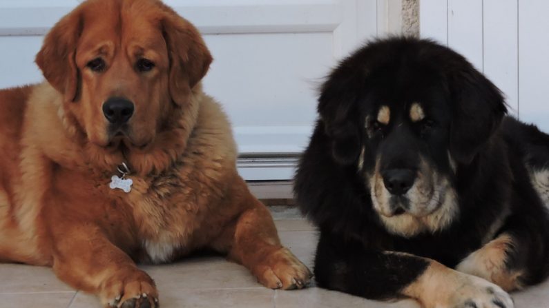 Un juge ordonne de couper les cordes vocales de 2 chiens parce que leurs aboiements dérangent les voisins