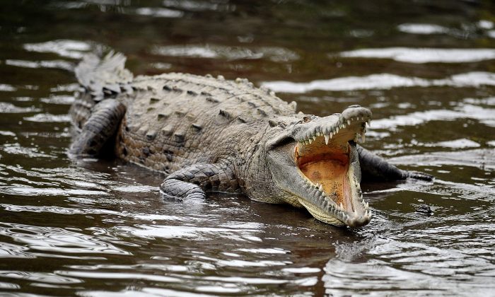 Indonésie : une femme tuée par un crocodile dans une palmeraie de l&rsquo;île de Bornéo