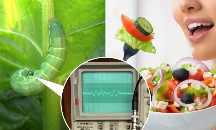 Les plantes peuvent nous « entendre » les manger et se défendent lorsqu&rsquo;elles sont attaquées, affirme une étude