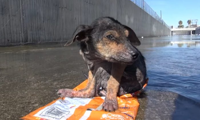 Un chien dont la patte a été coupée et jeté de 9 mètres réussit miraculeusement à survivre